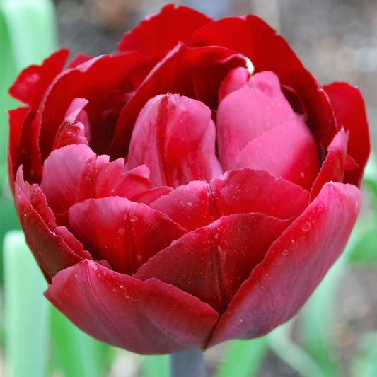 Tulip - Uncle Tom