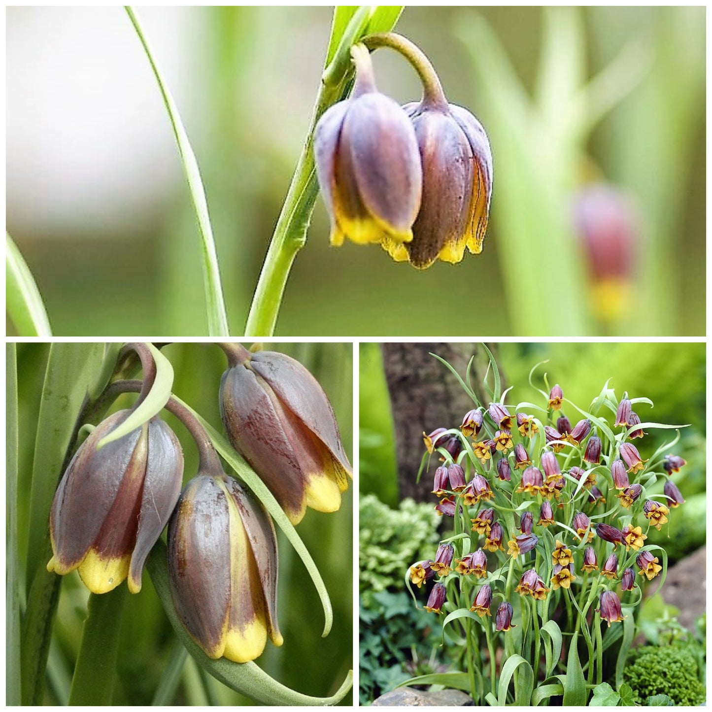 Fritillaria - Uva Vulpis