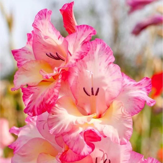 Gladioli - Violet King