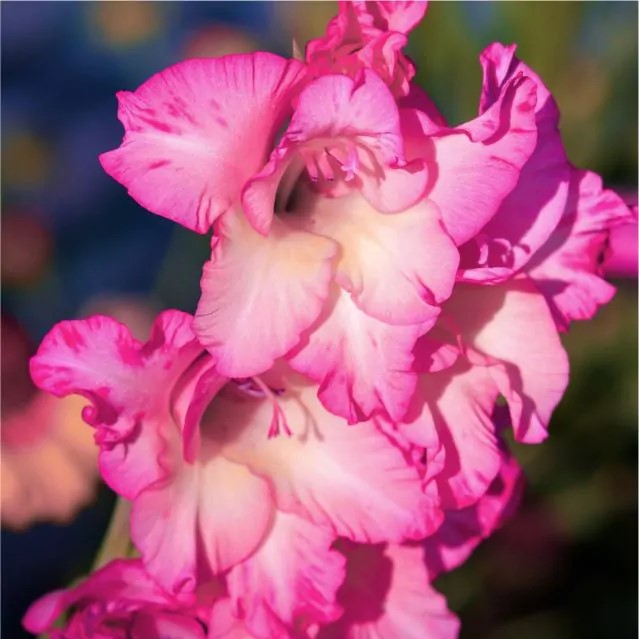 Gladioli - Violet King