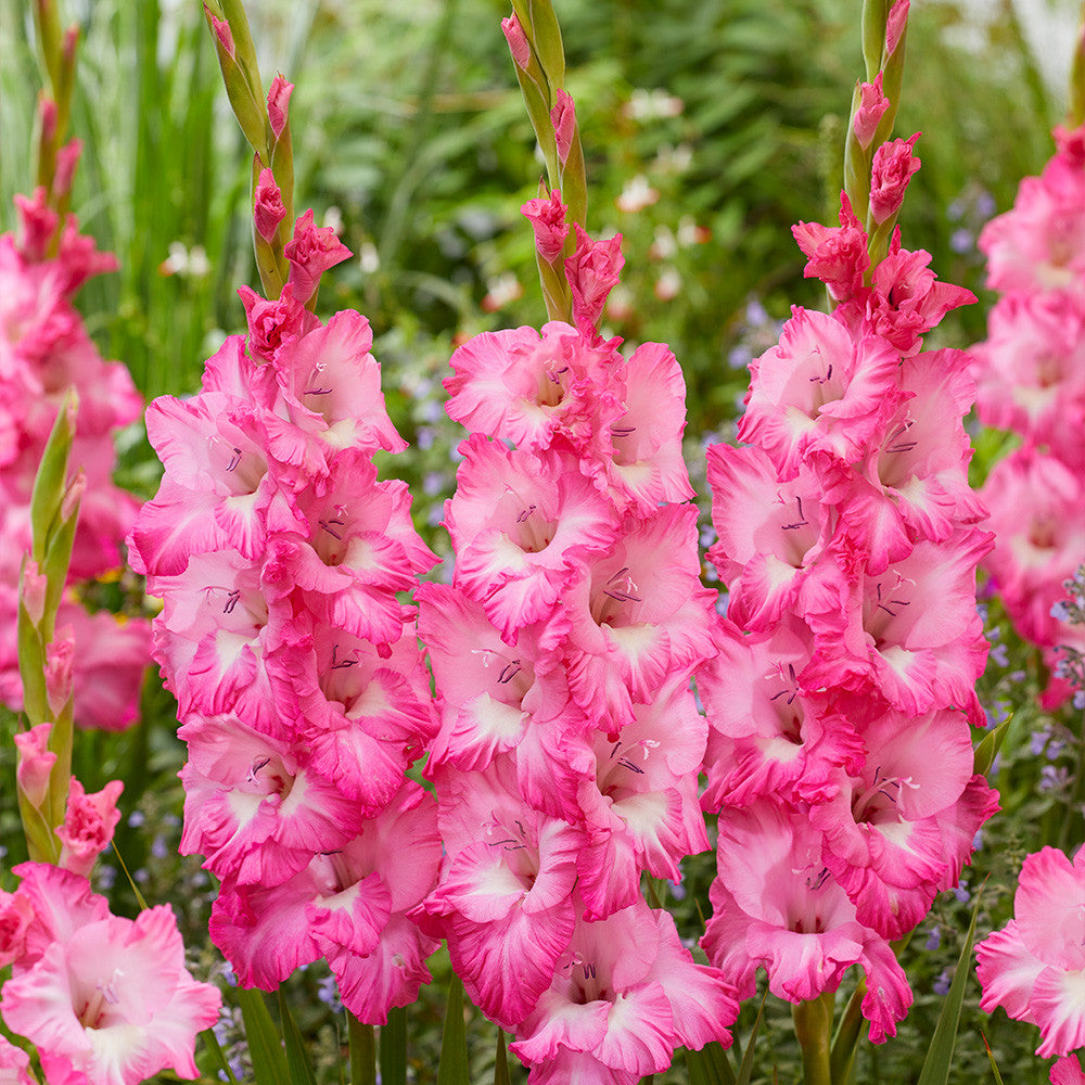 Gladioli - Violet King