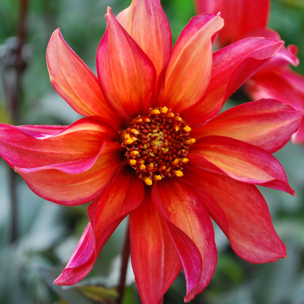 Dahlia Semi Double - Waltzing Matilda