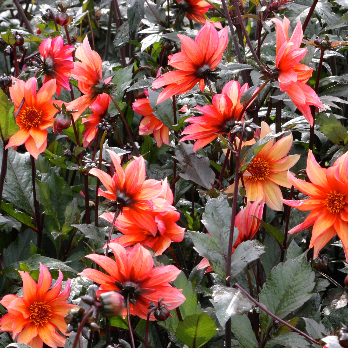 Dahlia Semi Double - Waltzing Matilda