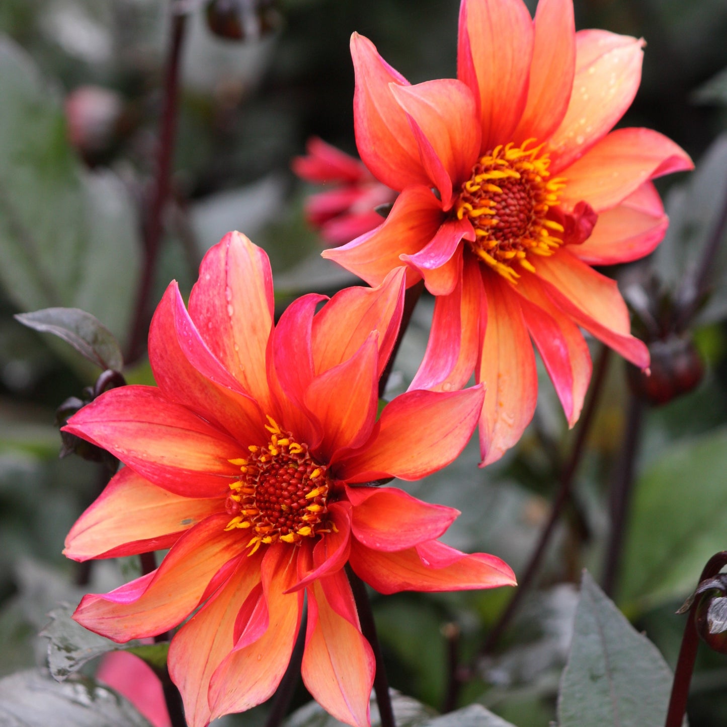 Dahlia Semi Double - Waltzing Matilda