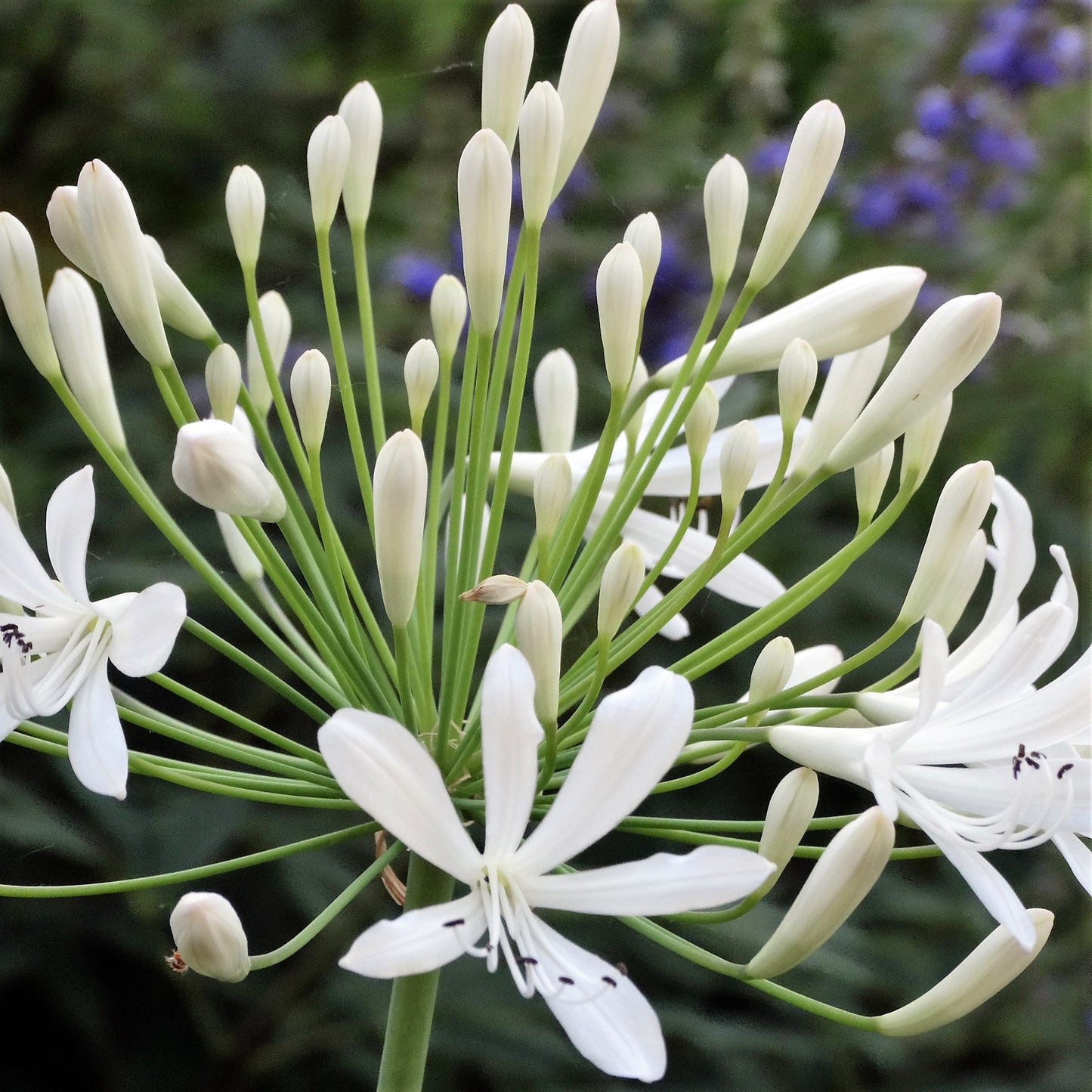 Agapanthus - White ( Bare Root )