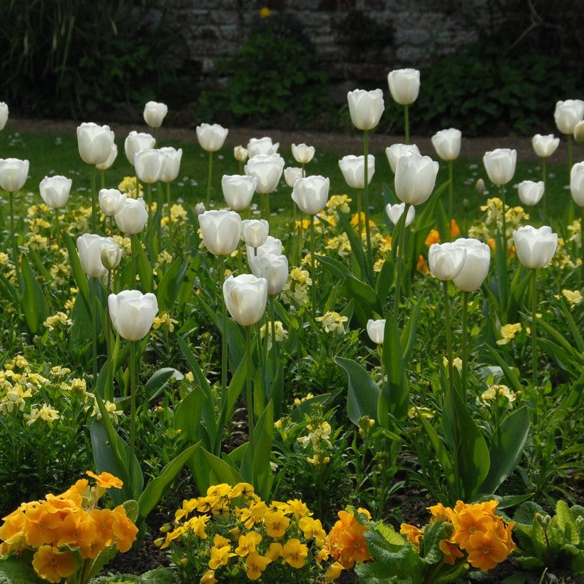 Tulip - White Dream