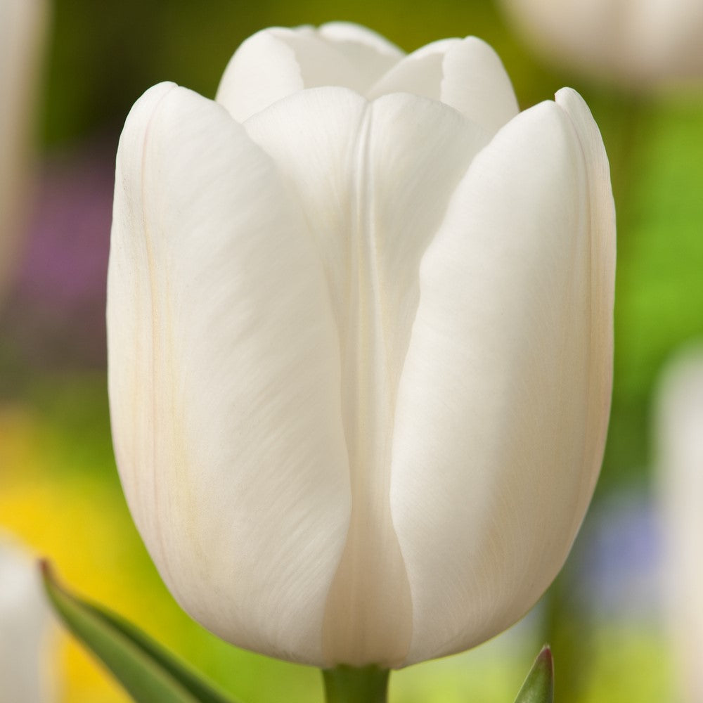 Tulip - White Flag