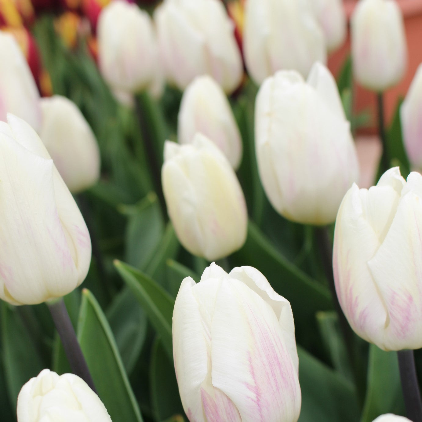Tulip - White Flag