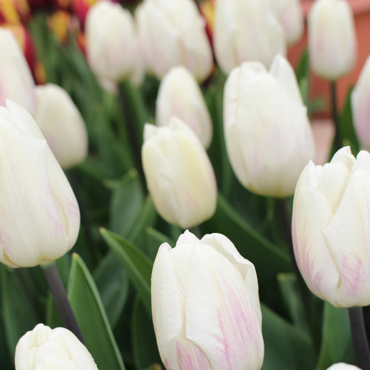 Tulip - White Flag