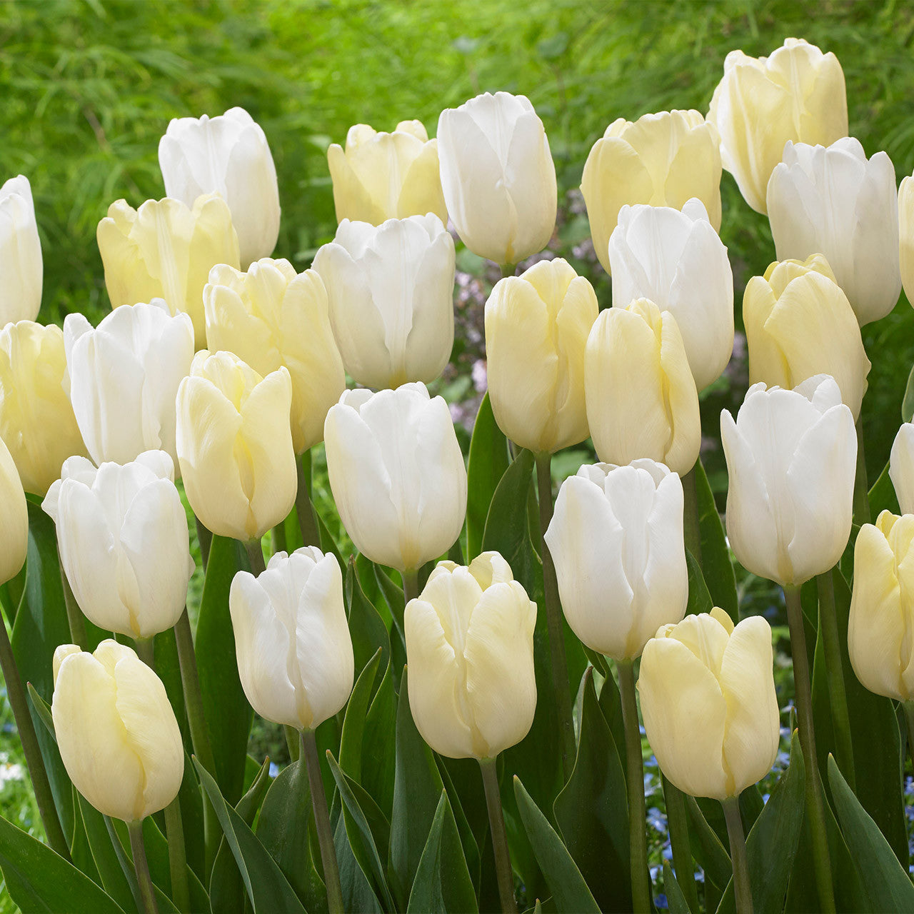 Tulip - White Flag
