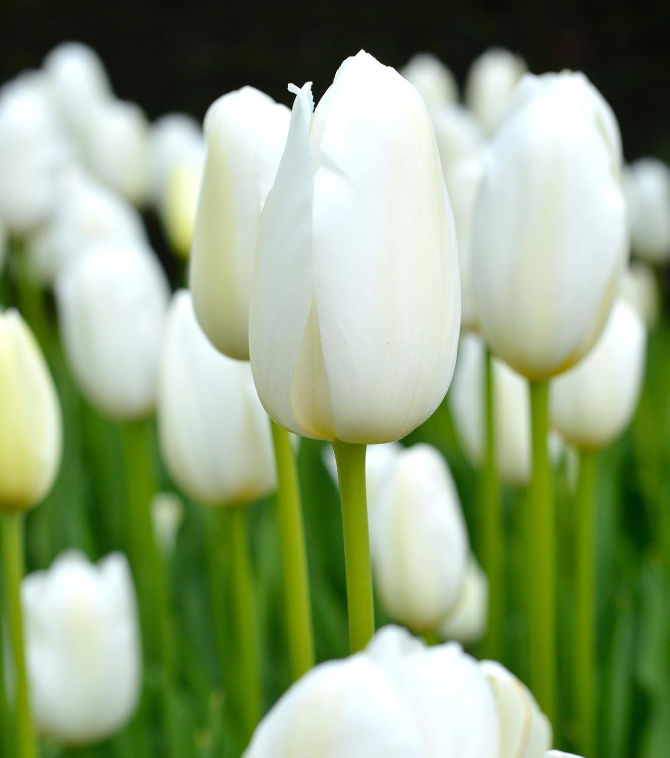 Tulip - White Flag