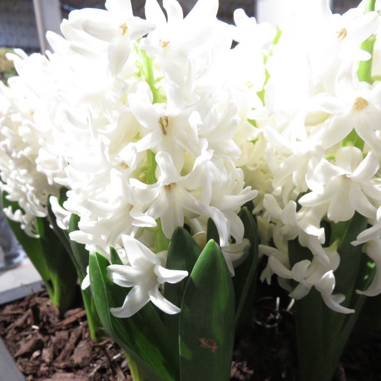 Hyacinth - White Pearl