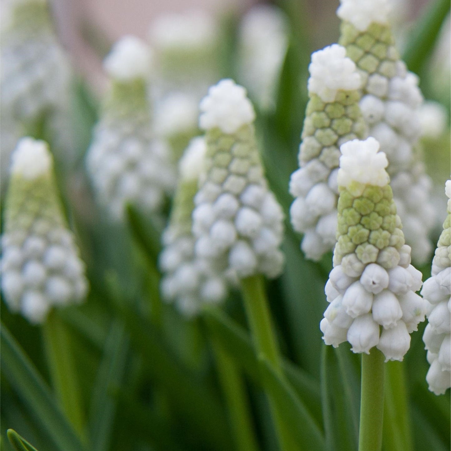 Muscari - White Pearl