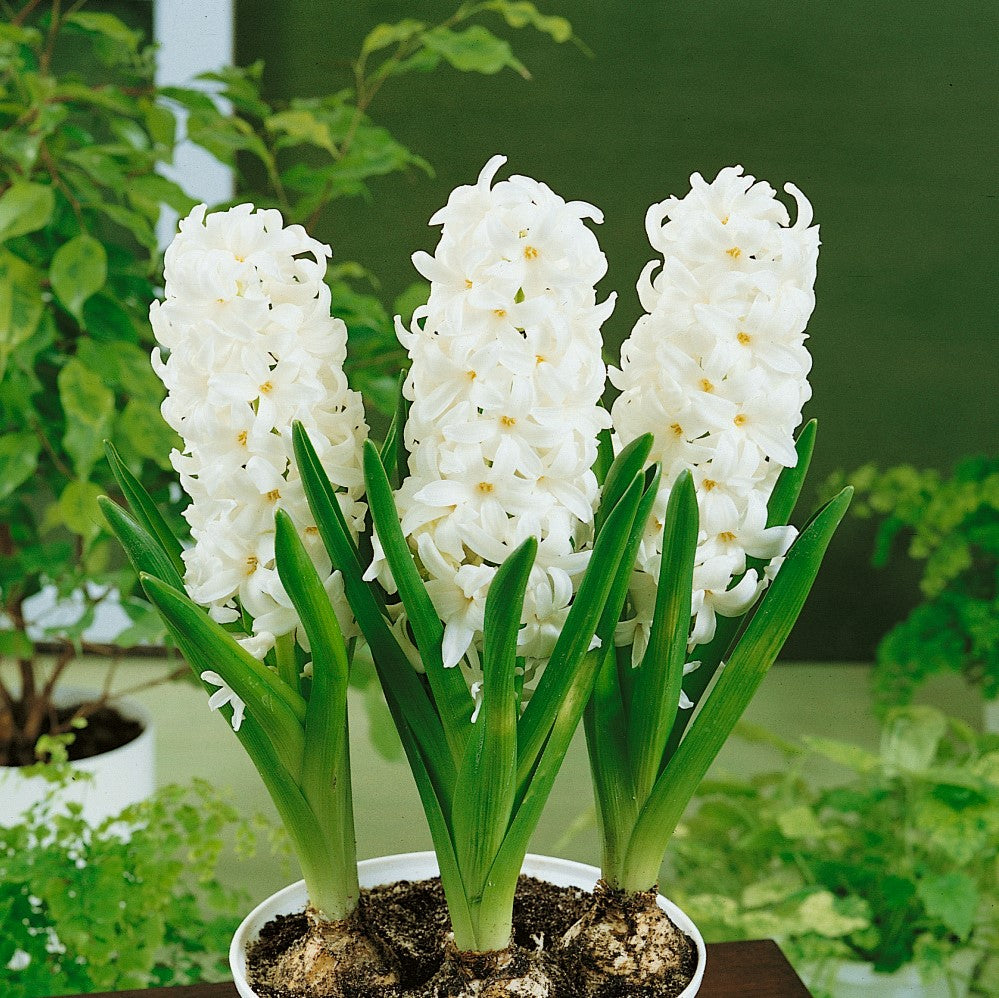 Hyacinth - White Pearl