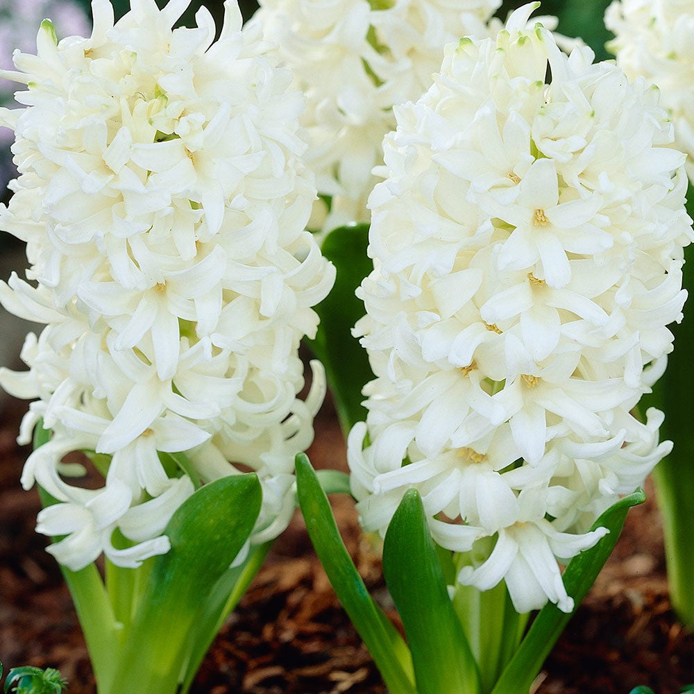 Hyacinth - White Pearl