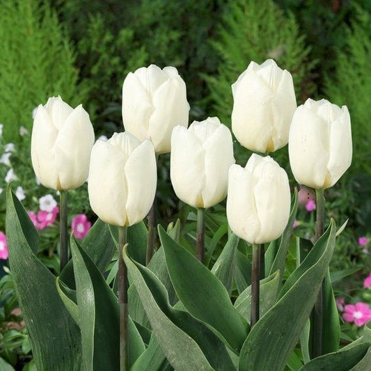 Tulip - White Prince