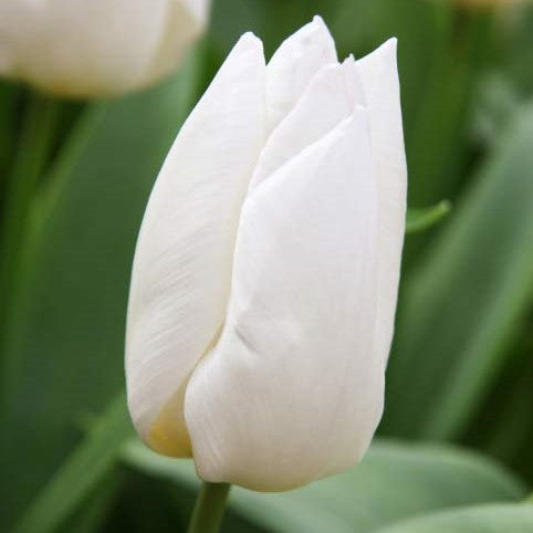 Tulip - White Prince