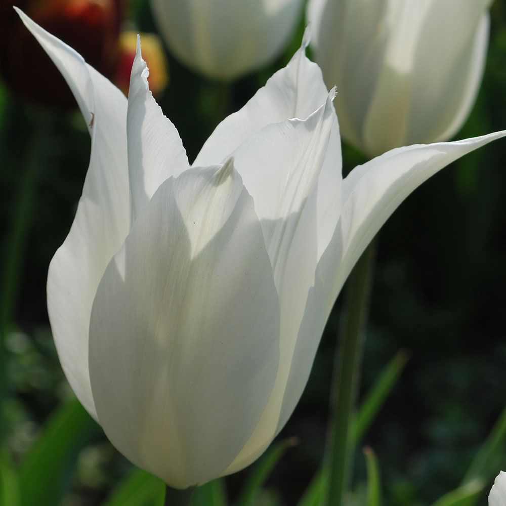 Tulip - White Triumphator