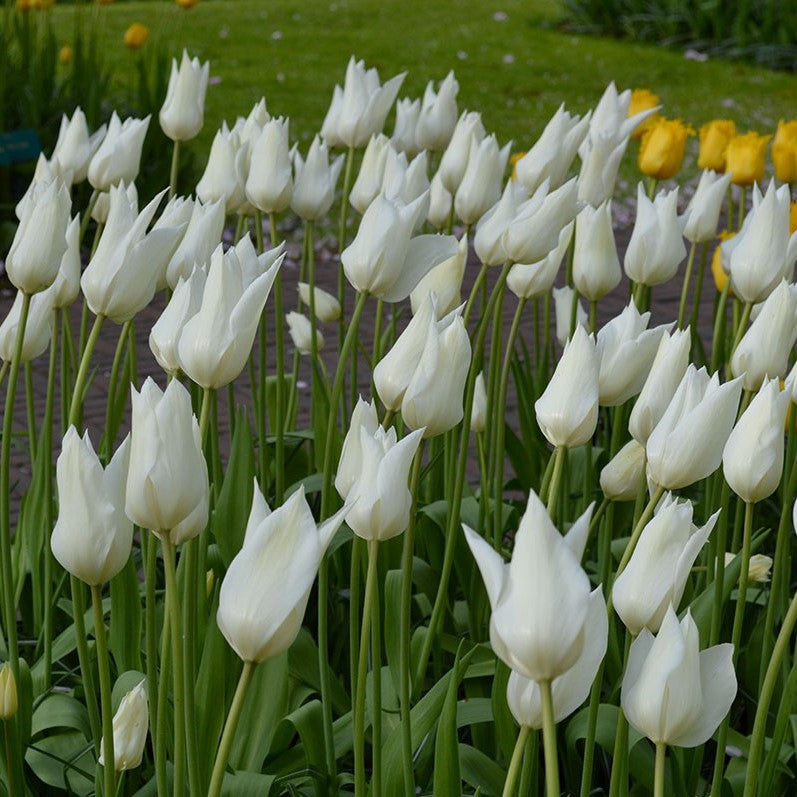 Tulip - White Triumphator