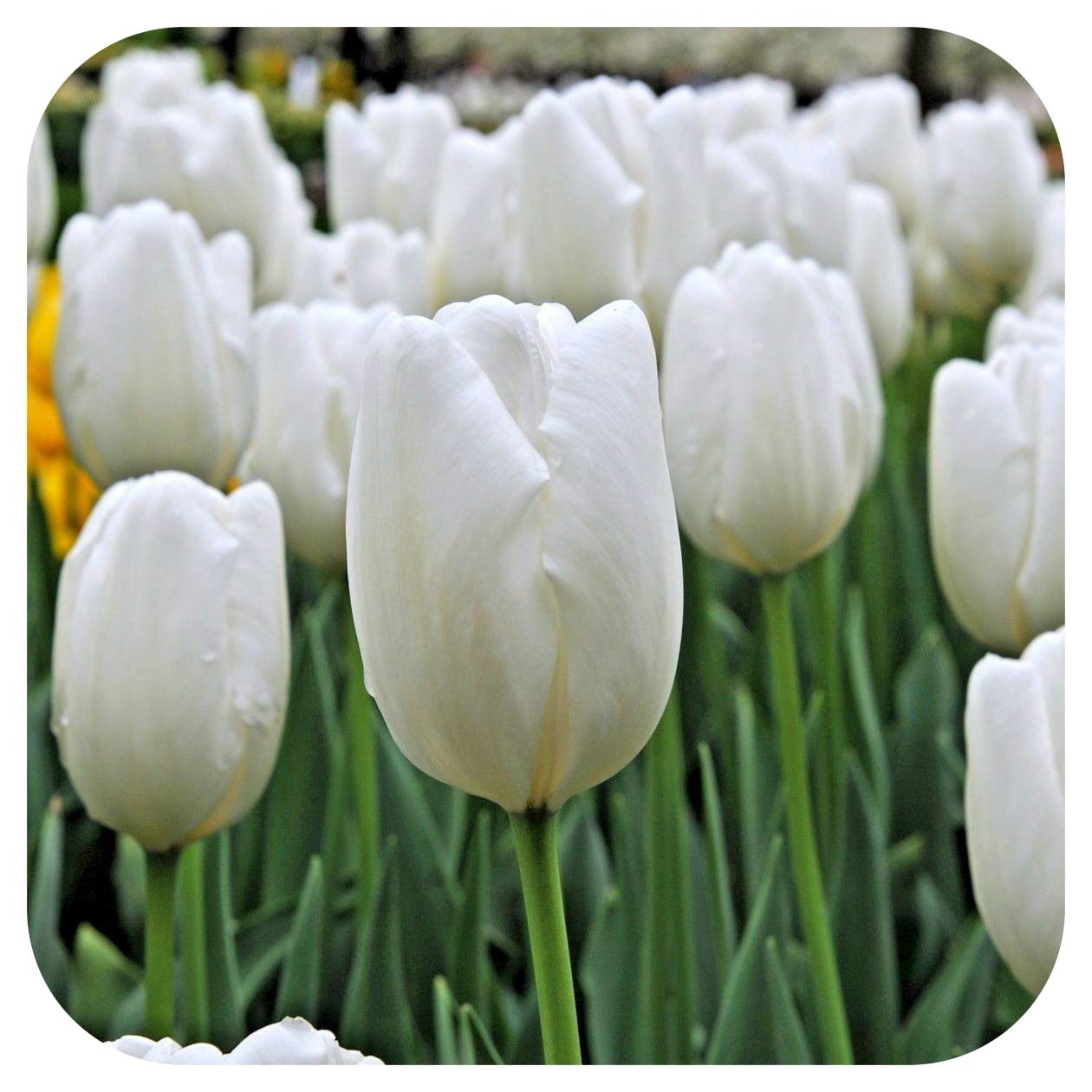 Black & White Triumph Tulip Collection - Ultimate Colour Schemed Gift