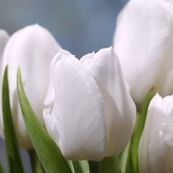 Black & White Triumph Tulip Collection - Ultimate Colour Schemed Gift