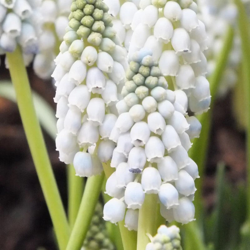 Muscari - White Pearl