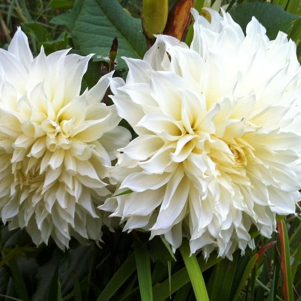 Dahlia Dinnerplate - White Perfection