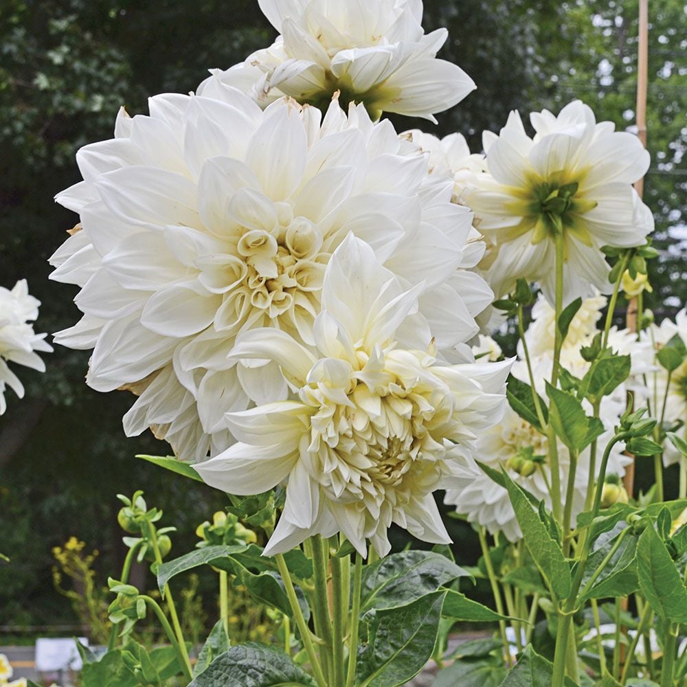 Dahlia Dinnerplate - White Perfection