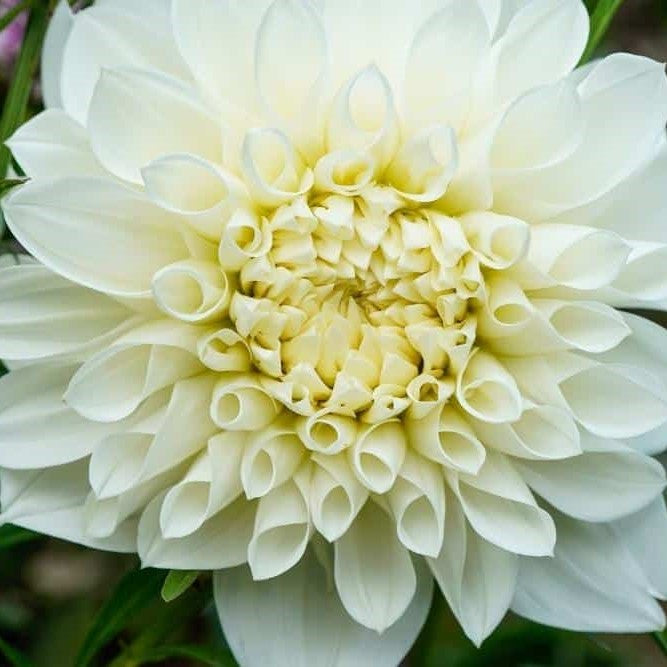 Dahlia Dinnerplate - White Perfection