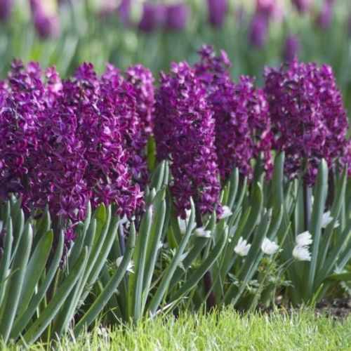 Hyacinth - Woodstock