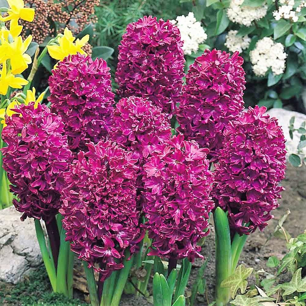 Humphreys Garden Hyacinth Collection x 25 Flower Bulbs