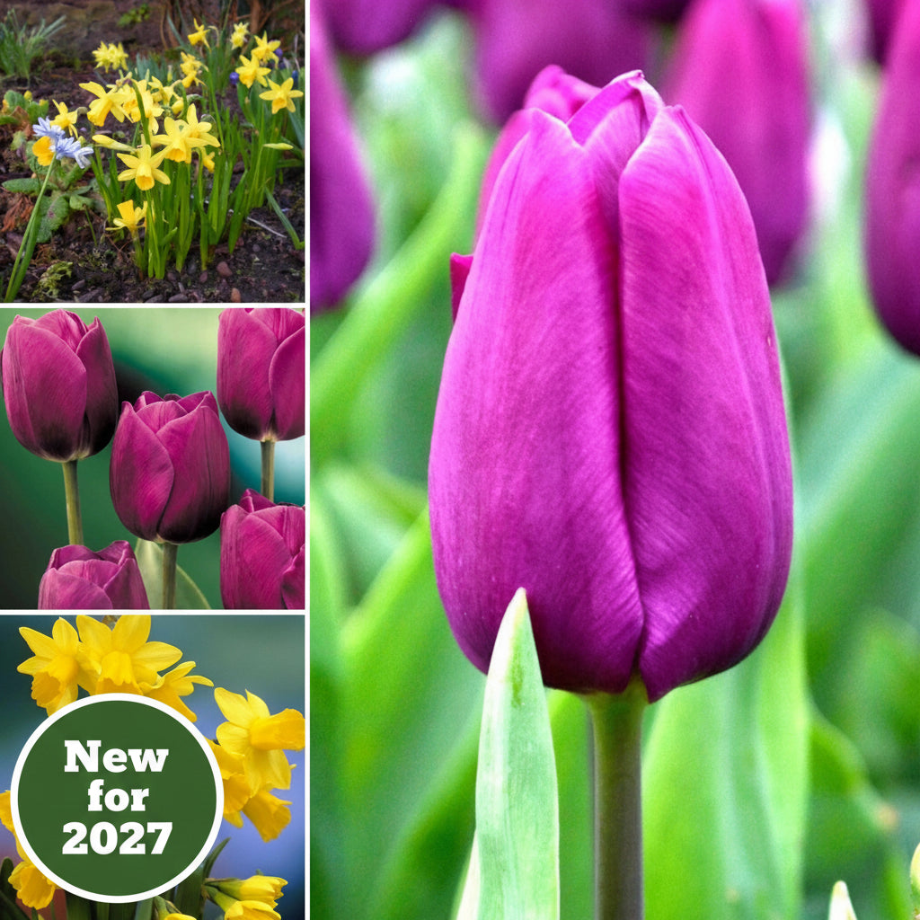 Yellow And Purple Collection - Cheerful Spring Flower Collection.