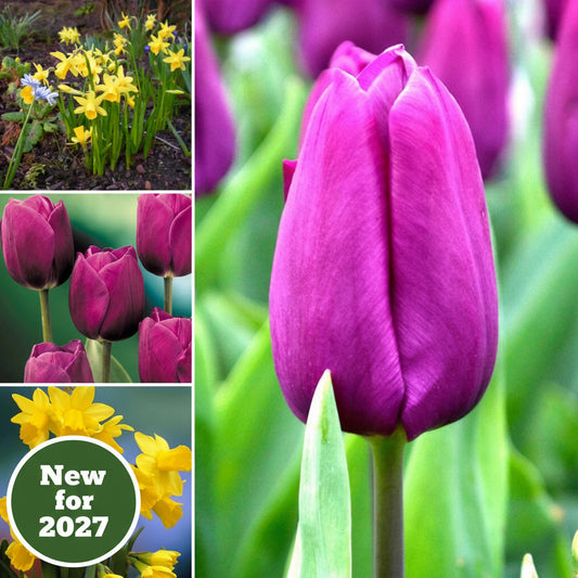 Yellow And Purple Collection - Cheerful Spring Flower Collection.