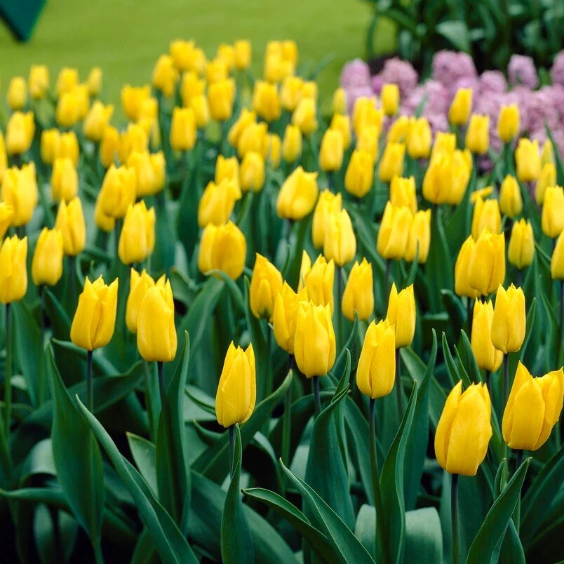 Tulip - Yokohama