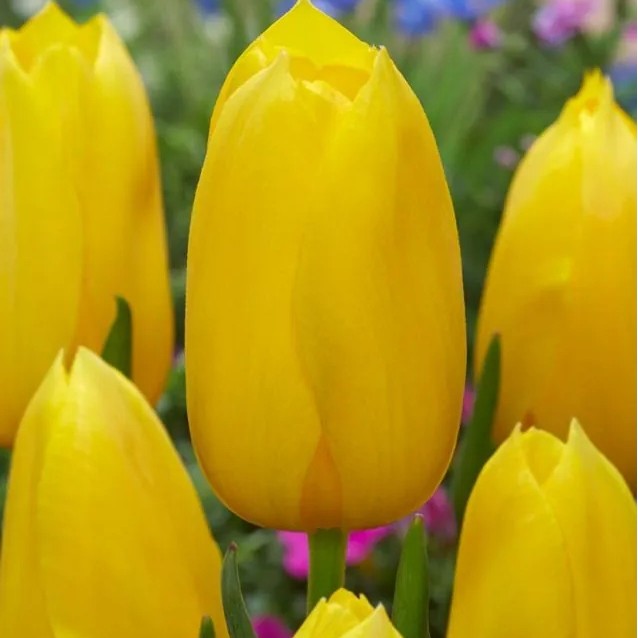 Tulip - Yokohama