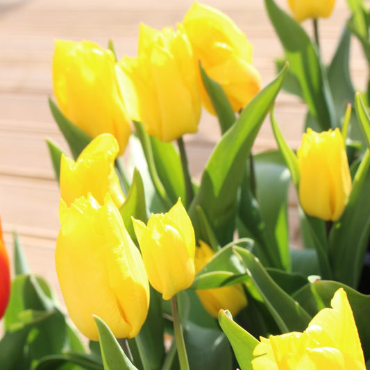 Tulip - Yokohama