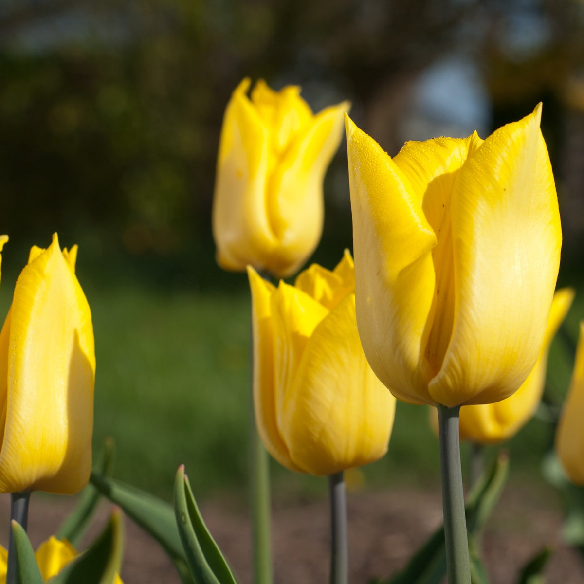 Tulip - Yokohama