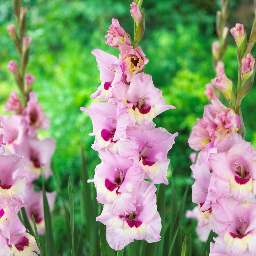 Gladioli Large Flowering - Zamora