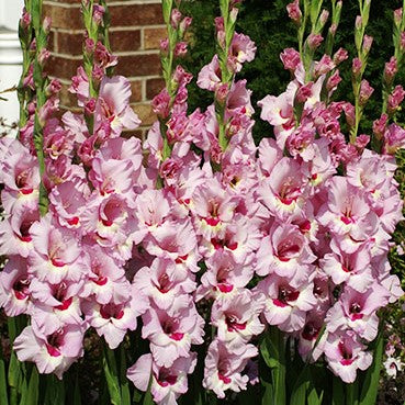 Gladioli Large Flowering - Zamora