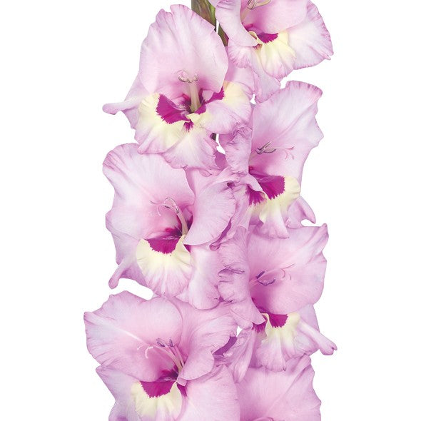 Gladioli - Zamora