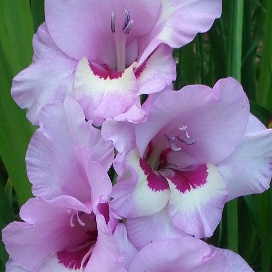 Gladioli Large Flowering - Zamora