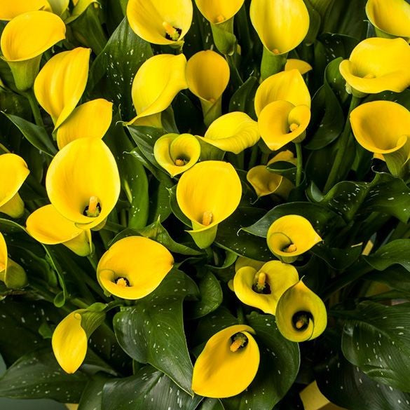 Zantedeschia - Gold Label