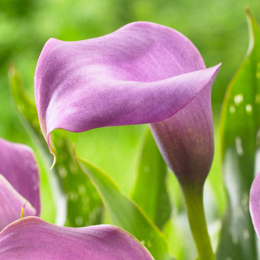 Zantedeschia - Grape Velvet