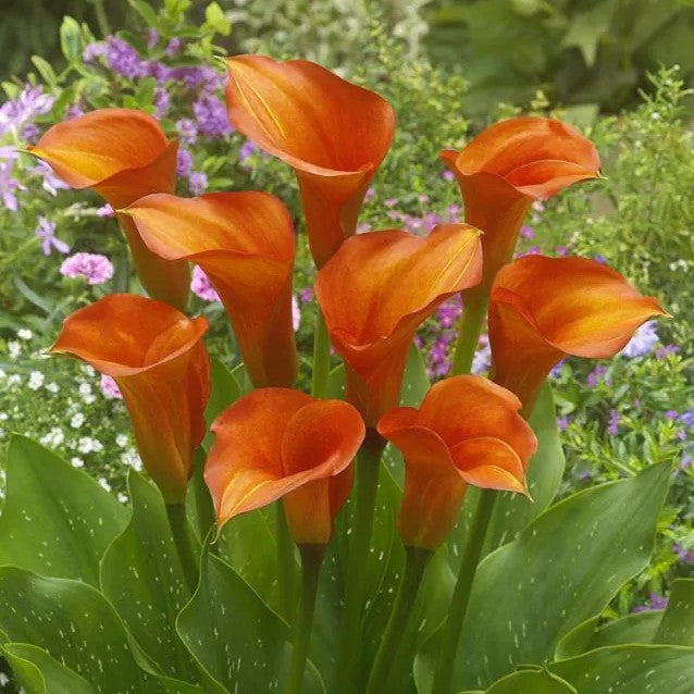 Zantedeschia (Calla Lilies)  - Orange Blend