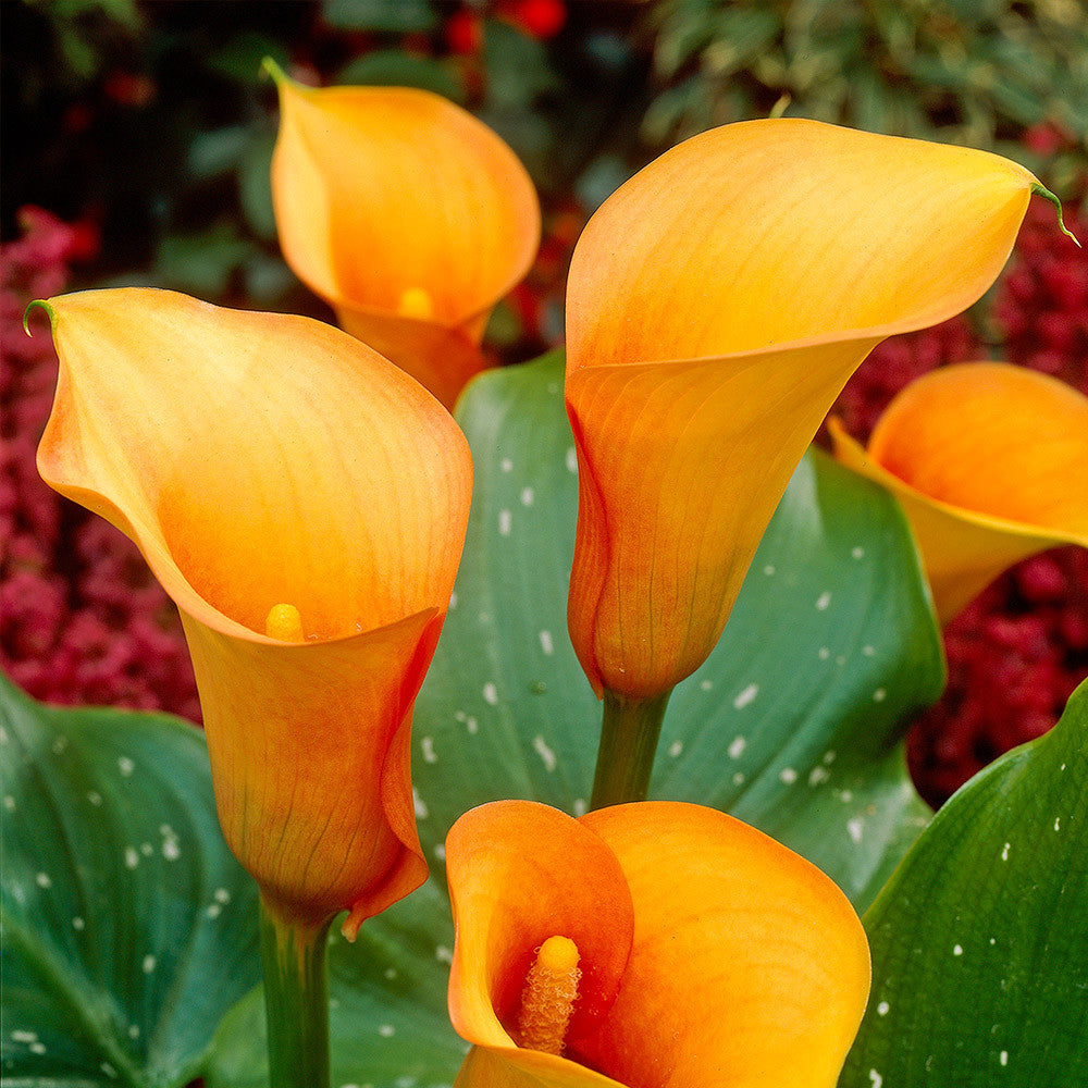 Zantedeschia (Calla Lilies)  - Orange Blend