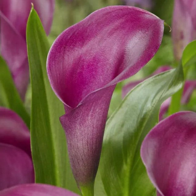 Zantedeschia ( Calla Lilies ) Purple Dance