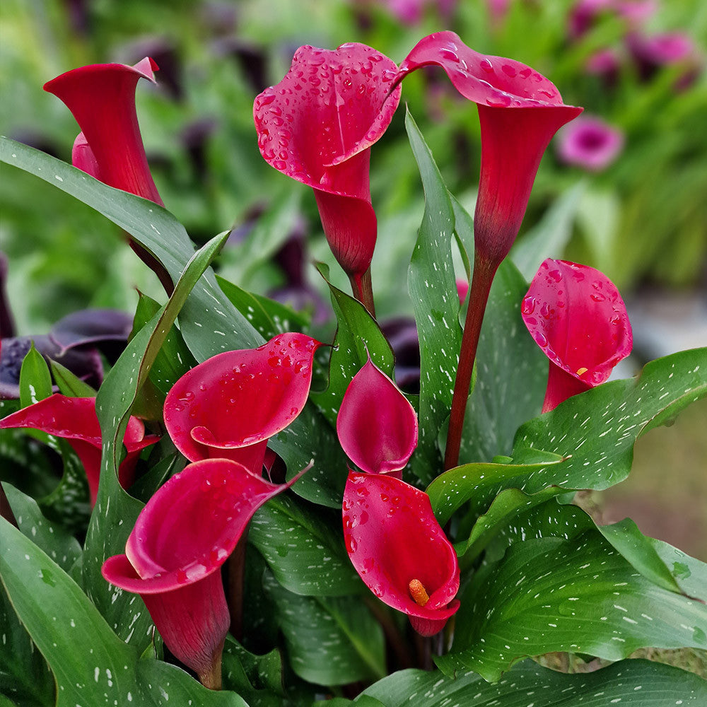 Zantedeschia ( Calla Lilies ) - Red Symphony