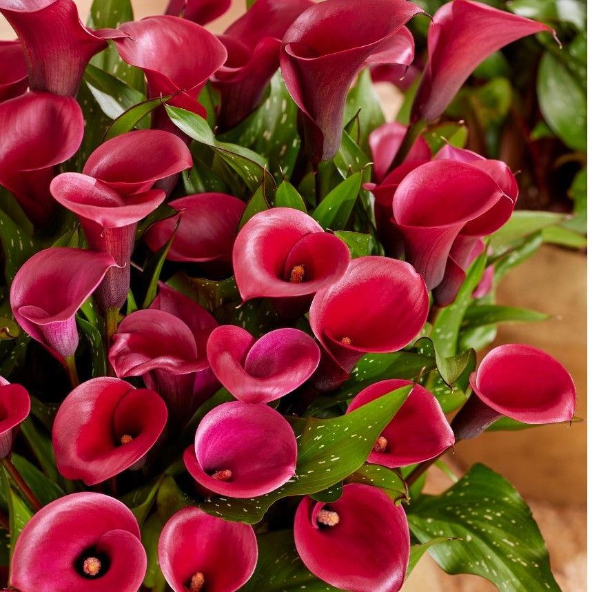 Zantedeschia ( Calla Lilies ) - Red Symphony