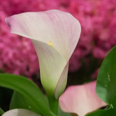 Zantedeschia - Strawberry Blush