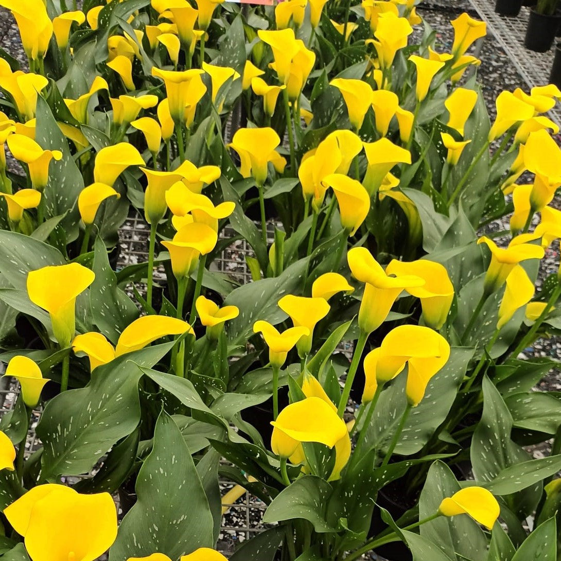 Zantedeschia - Gold Label